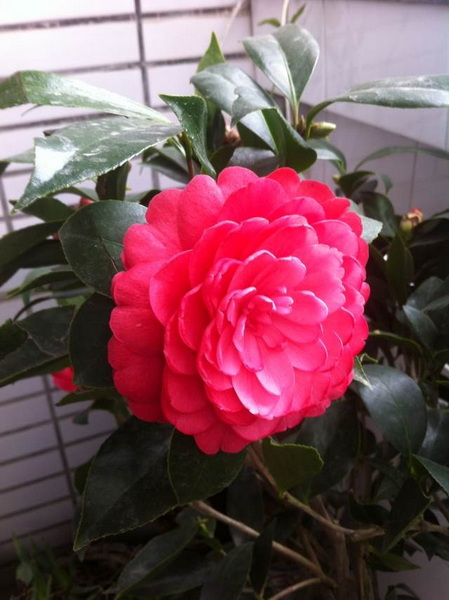 家中花的照片 024.jpg