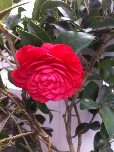 家中花的照片 025.jpg