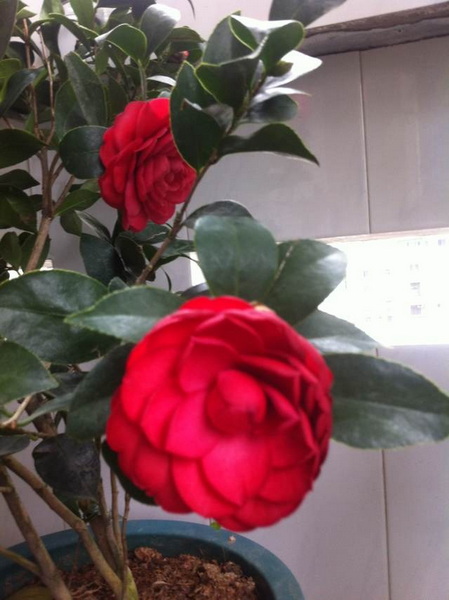 家中花的照片 030.jpg