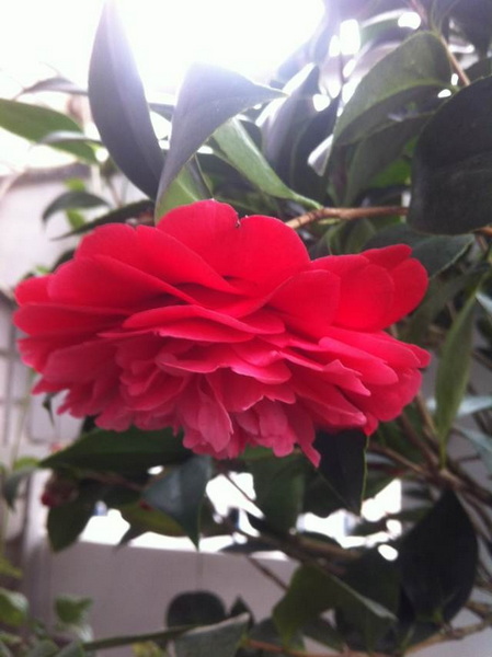 家中花的照片 031.jpg