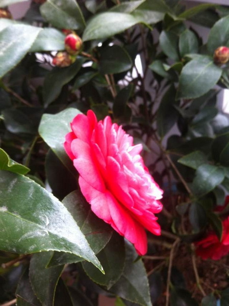 家中花的照片 032.jpg