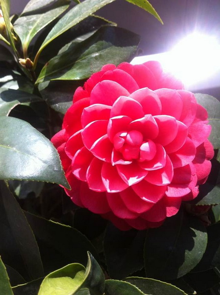 家中花的照片 034.jpg