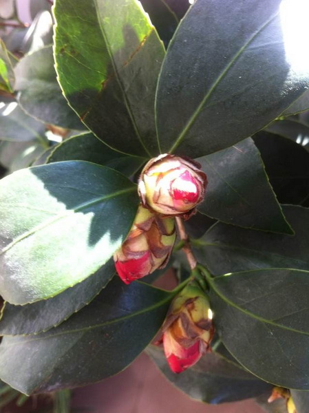 家中花的照片 035.jpg