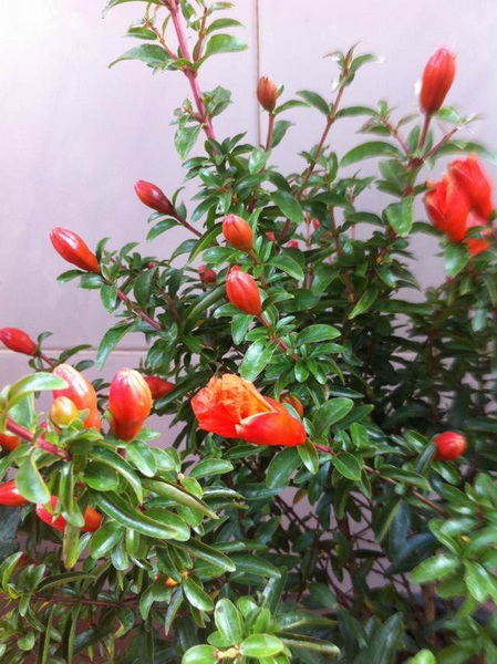 家中花的照片 016.jpg