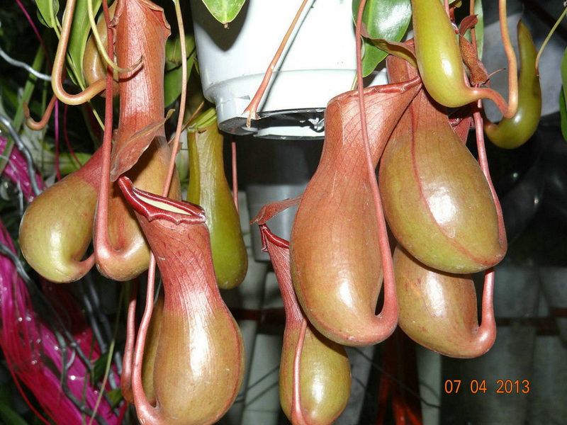  吃虫的植物——猪笼草