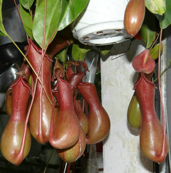  吃虫的植物——猪笼草