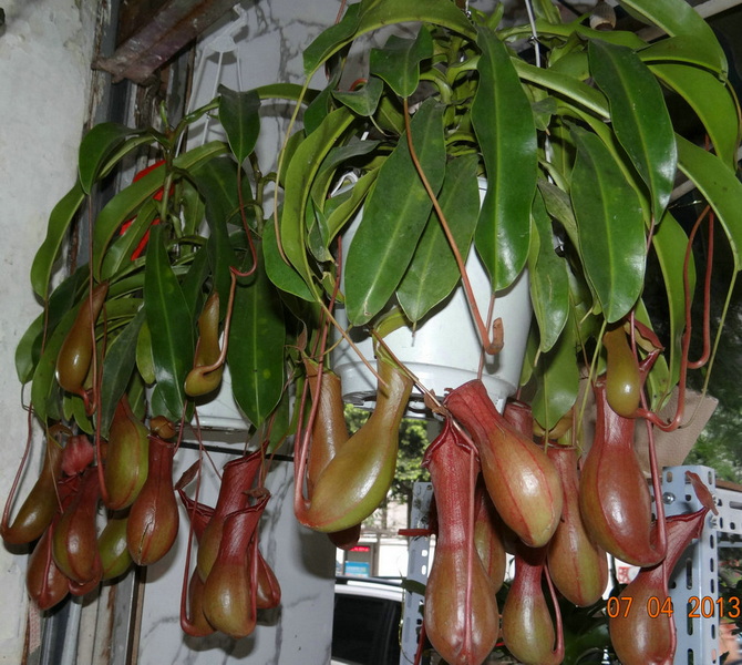  吃虫的植物——猪笼草