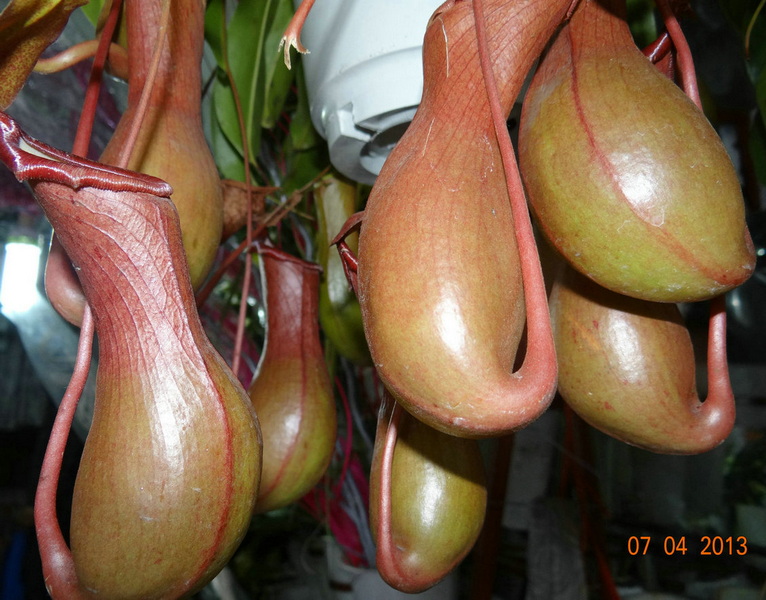  吃虫的植物——猪笼草