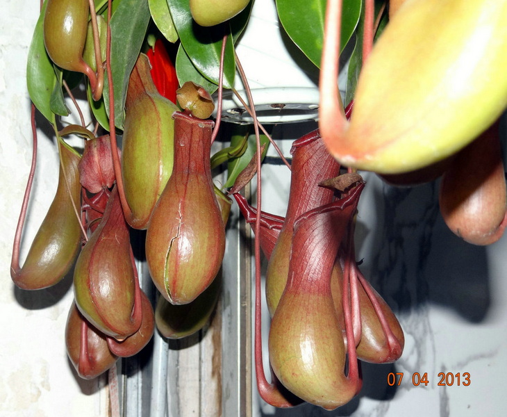  吃虫的植物——猪笼草