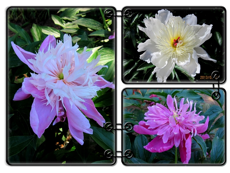 天坛芍药.jpg