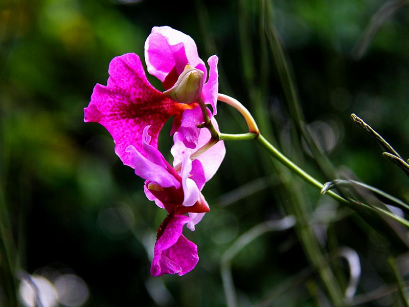IMG_6644-国花-卓锦·万代兰.JPG