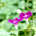 20090623194854.gif