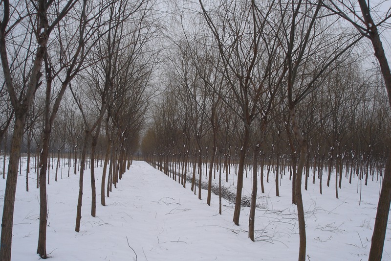 DSC00802.JPG