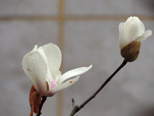 DSCN3356.jpg