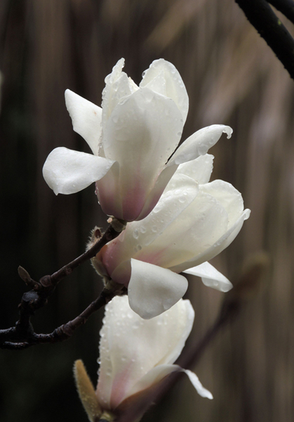 DSCN3357.jpg