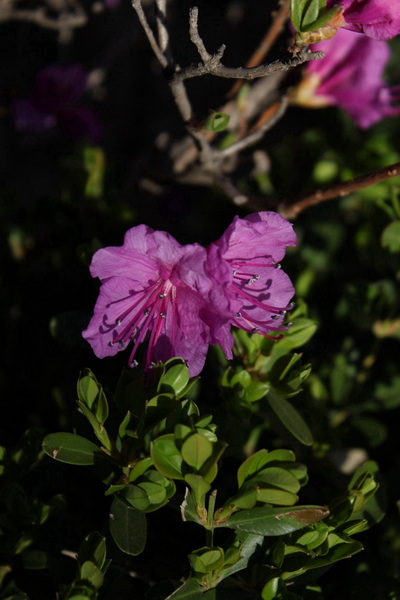 IMG_1436.jpg
