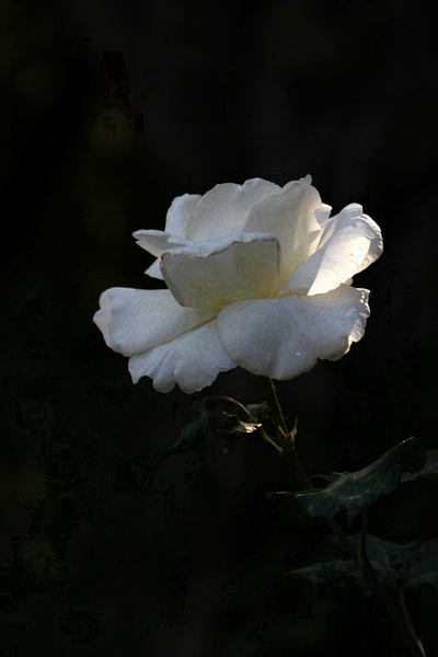 YBL_0563.jpg
