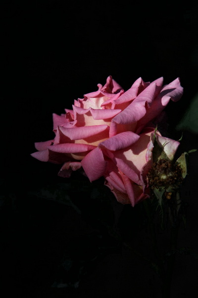 YBL_0604.jpg