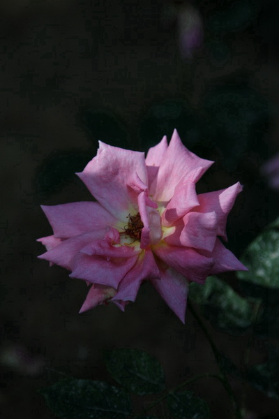 YBL_0606.jpg