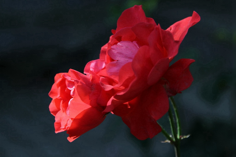 YBL_0610.jpg
