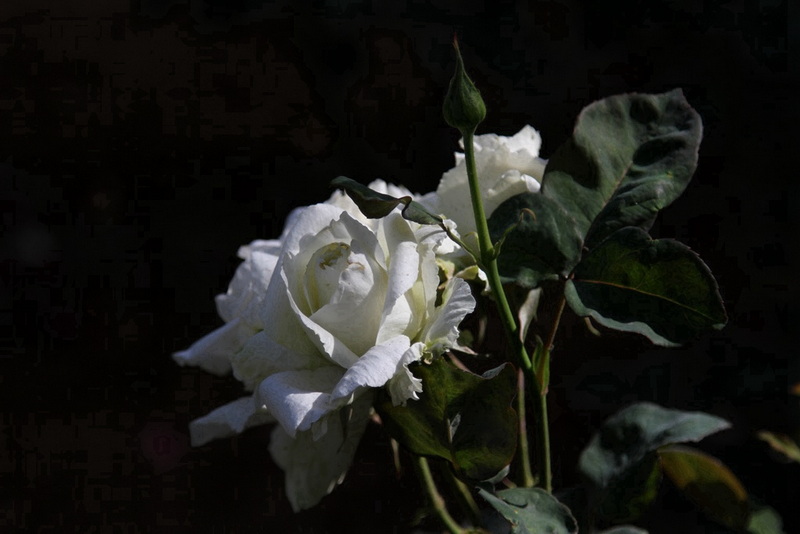 YBL_0617.jpg