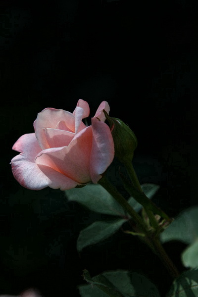 YBL_0661.jpg