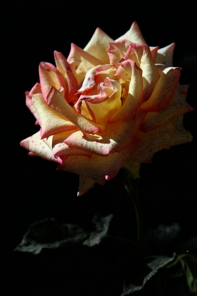 YBL_0708.jpg