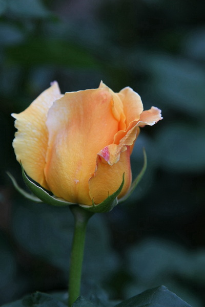 YBL_7727.jpg