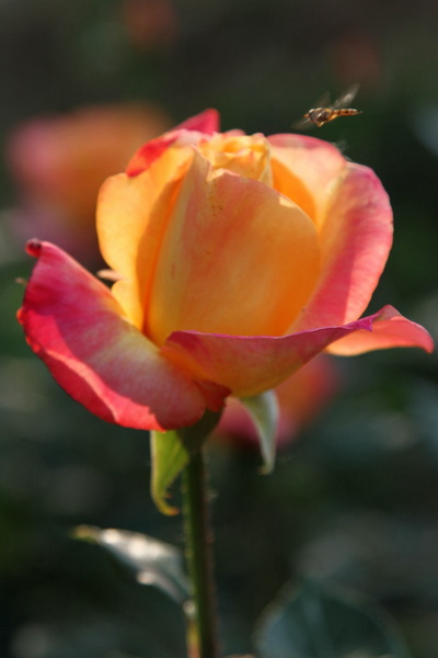 YBL_7734.jpg