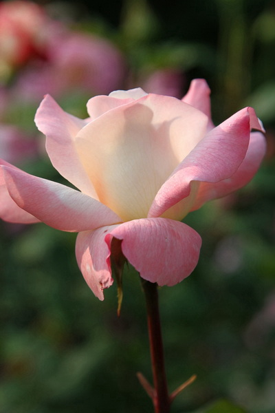 YBL_7741.jpg