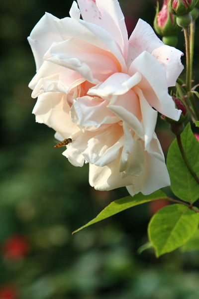 YBL_7746.jpg