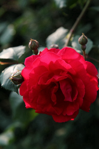 YBL_7749.jpg