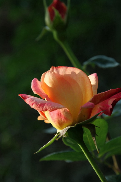 YBL_7755.jpg