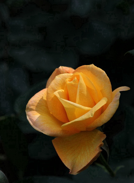 YBL_7761.jpg