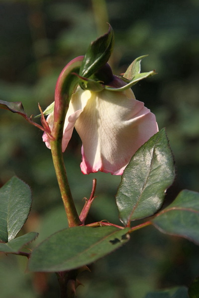 YBL_7765.jpg