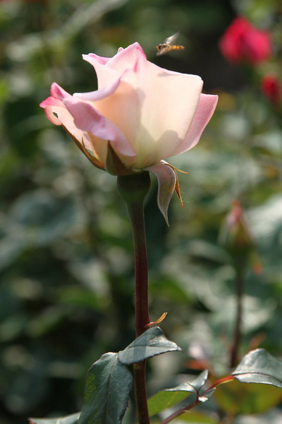 YBL_7772.jpg