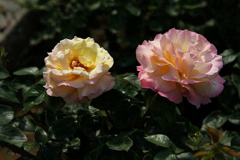 YBL_7776.jpg