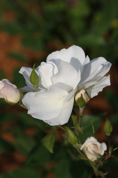 YBL_7777.jpg
