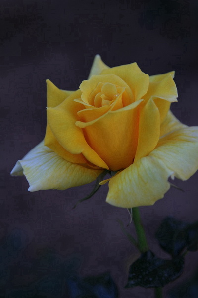 YBL_8212.jpg