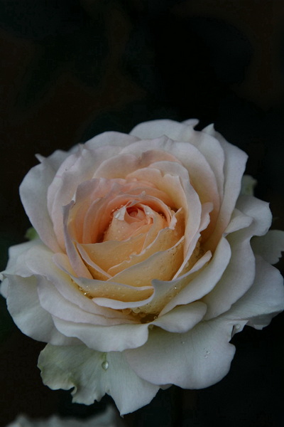 照片 1546.jpg