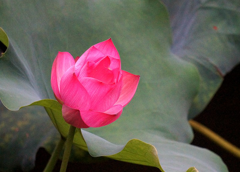 DSC07829_副本.jpg