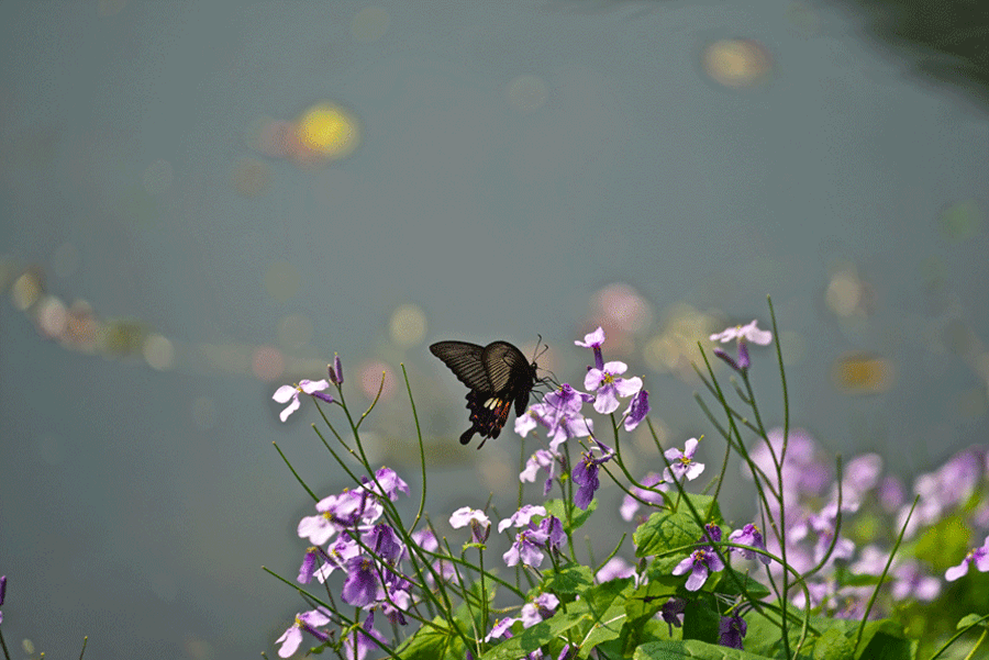 DSC04167.gif