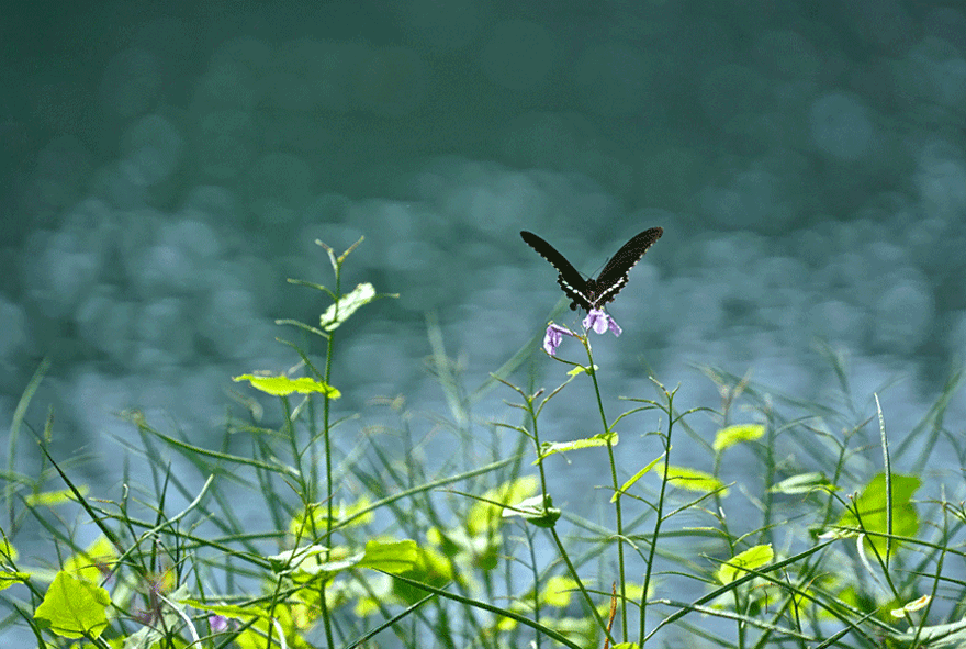 DSC04216.gif