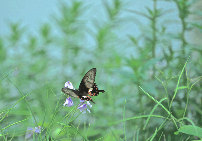 DSC04664.gif