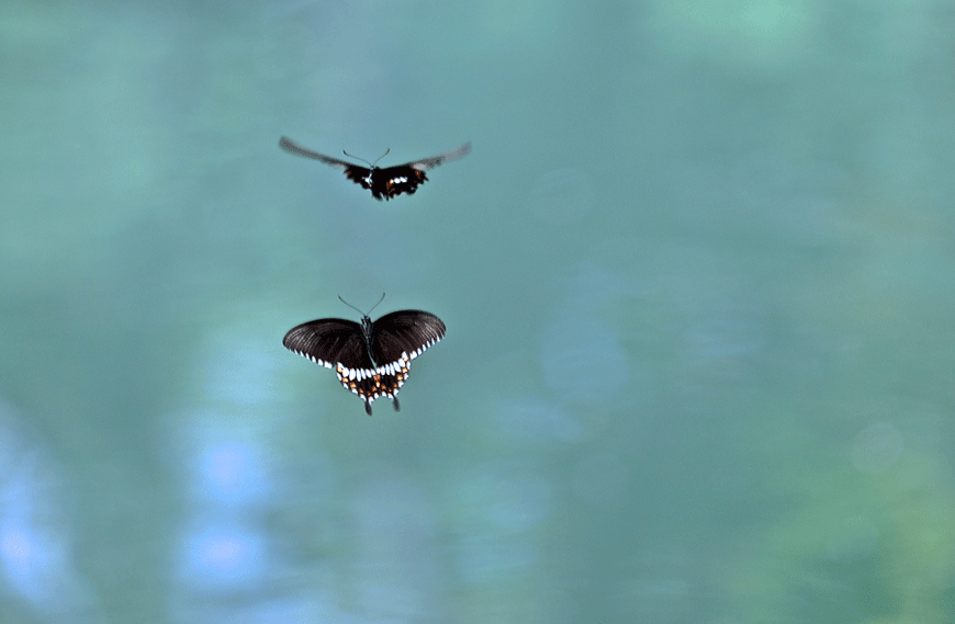 DSC04670.gif