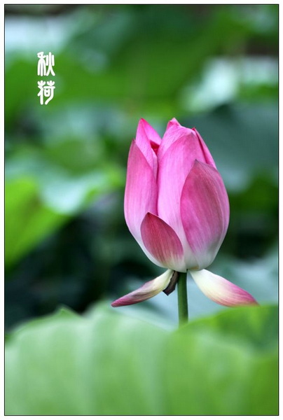 IMG_4782_副本.jpg