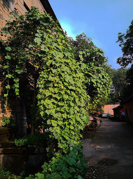 IMG_20140822_073755_副本.jpg