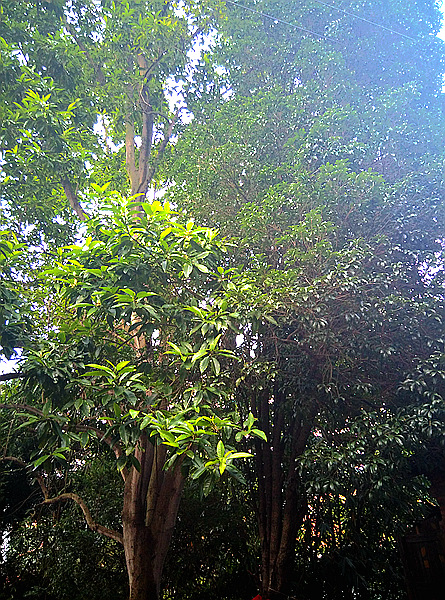 IMG_20140823_173732_副本.jpg