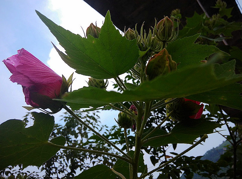 IMG_20140909_173608_副本.jpg