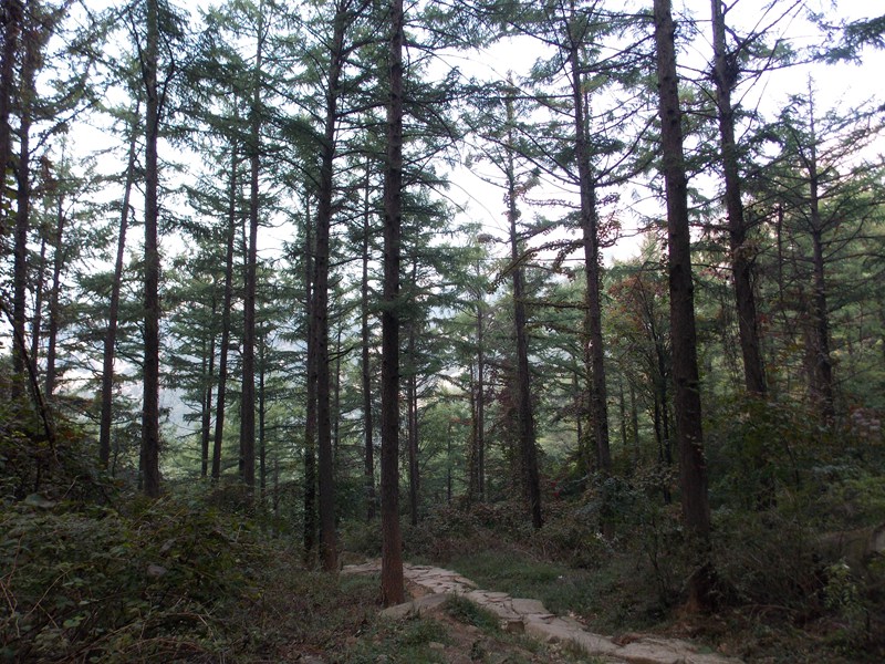 DSCN2027蔚竹观松林.JPG